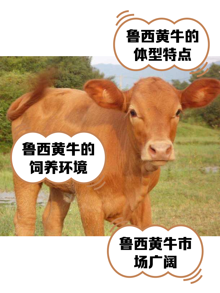 海口最新医保取现黄牛方法分析(最方便真实的海口医保取现黄牛怎么取方法)